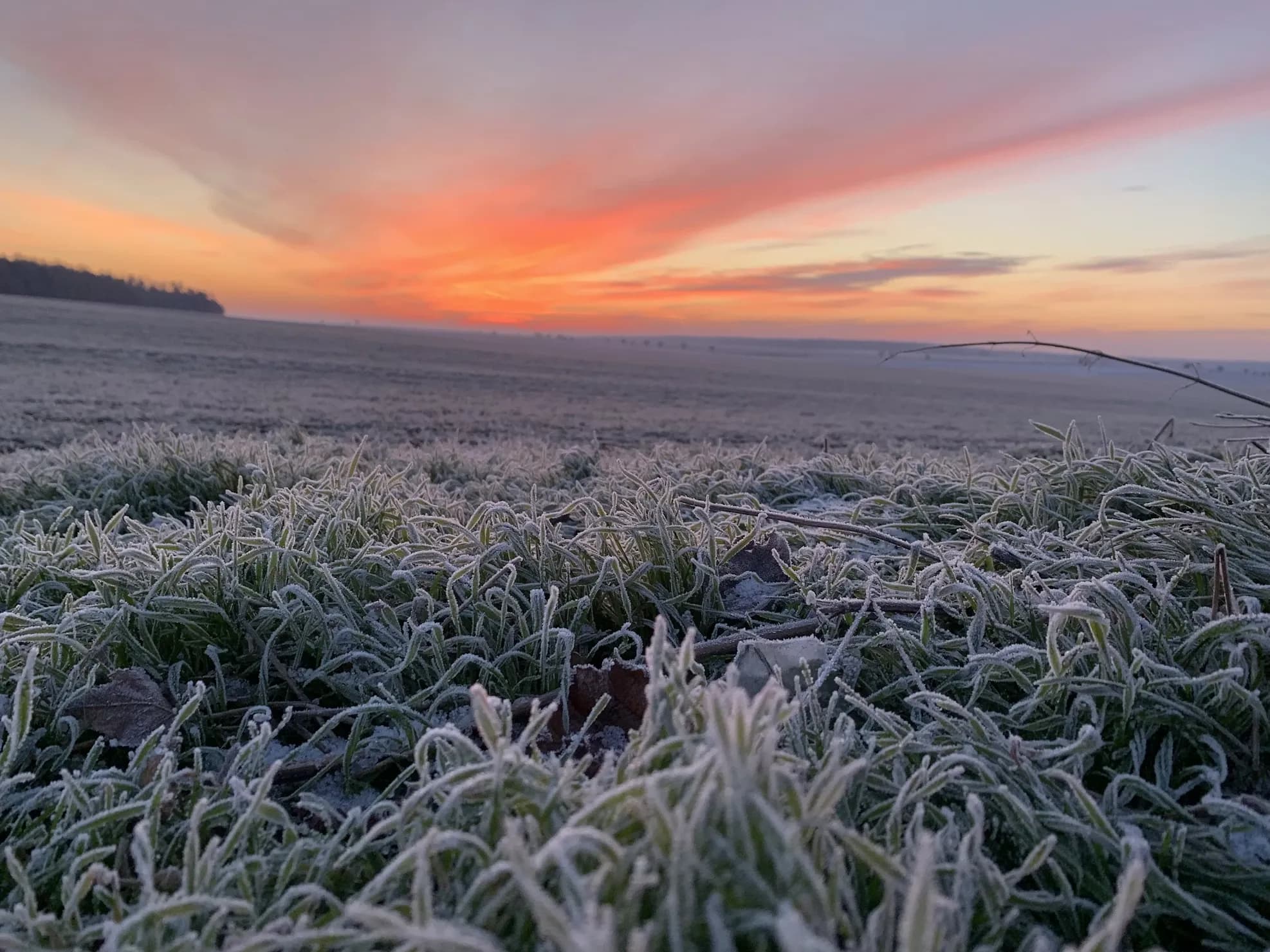 Frost-covered grass in the foreground of an open field at sunrise, orange light banding the horizon